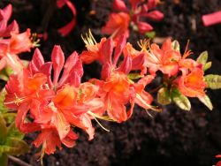 Rhododendron `Mandarin Lights`, 40-50 cm, Containerware