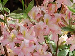 Rhododendron Juniduft Foto Horstmann