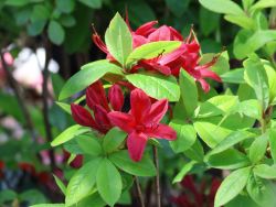 Rhododendron Karminduft Foto Horstmann