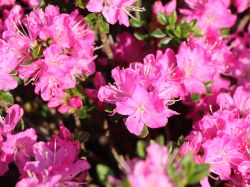 Japanische Azalee `Maiogi`, Rhododendron obtusum `Maiogi`