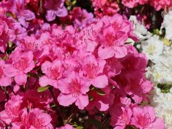 Japanische Azalee `Peppina` ®, Rhododendron obtusum `Peppina` ®