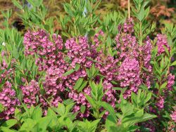 Rotes Lorbeerr�slein / Lorbeerrose - Kalmia angustifolia 'Rubra'
