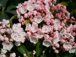 Berglorbeer / Lorbeerrose - Kalmia latifolia