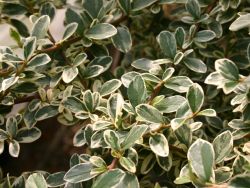 Kriechmispel 'Juliette' auf Stamm - Cotoneaster dammeri 'Juliette' Stamm