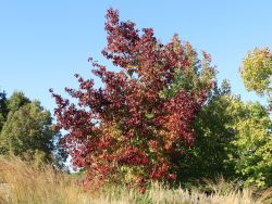 Amberbaum, 100-125 cm, Liquidambar styraciflua, Containerware