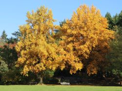 Tulpenbaum - Liriodendron tulipifera