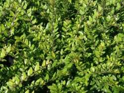 Heckenmyrthe `Elegant`, 20-30 cm, Lonicera nitida `Elegant`, Containerware