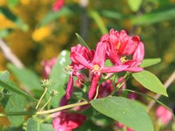 Tatarische Heckenkirsche 'Hack's Red' - Lonicera tatarica 'Hack's Red'