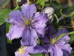 Clematis `Fryderyk Chopin`, 60-100 cm, Clematis Hybride `Fryderyk Chopin` Clematis `Fryderyk Chopin`, 60-100 cm, Clematis Hybride `Fryderyk Chopin`