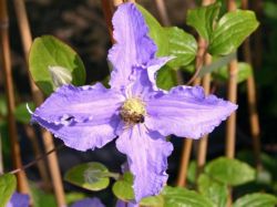 Baumschule Horstmann: Clematis Fryderyk Chopin, 60-100 cm, Clematis Hybride Fryderyk Chopin