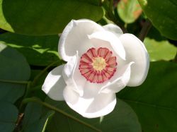 Sommermagnolie - Magnolia sieboldii