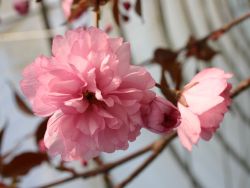 Japanische Nelkenkirsche 'Royal Burgundy' ® auf Stamm, Stämmchen 80 cm