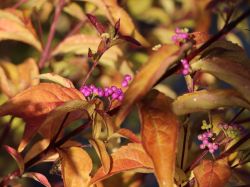 Purpur-Sch�nfrucht 'Issai' / Liebeseperlenstrauch - Callicarpa dichotoma 'Issai'