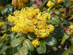 Mahonie - Mahonia aquifolium