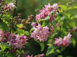 Erdbeerduft Deutzie / Sternchenstrauch 'Strawberry Field', 40-60 cm