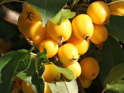Gelbe Zierapfelsorte Golden Hornet