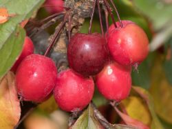 Zierapfel 'Eleyi' - Malus 'Eleyi'