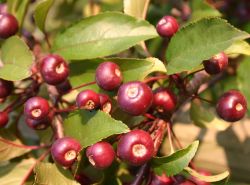 Zierapfel Nicoline rot