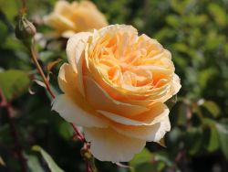 Edelrose 'Candlelight' � - Rosa 'Candlelight' �