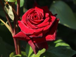 Baumschule Horstmann: Edelrose, Schnittrose Black Magic ®, Rosa Black Magic ®, Containerware