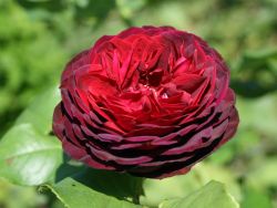 Strauchrose 'Gr�fin von Hardenberg' � - Rosa 'Gr�fin von Hardenberg' �