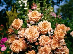Strauchrose `Belvedere` ®, Rosa `Belvedere` ®, Containerware