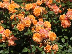 Zwergrose 'Apricot Clementine' � - Rosa 'Apricot Clementine' �