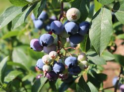 Heidelbeere `Sunshine Blue` -Neu-, 40-60 cm, Vaccinium corymb.`Sunshine Blue`