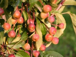 Gelb-Oranger Zierapfel Van Eseltine