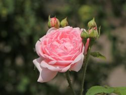 Englische Rose 'Eglantyne' - Rosa 'Eglantyne'