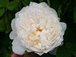 Englische Rose `Glamis Castle` �, Rosa `Glamis Castle` �, Containerware
