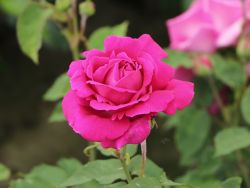 Baumschule Horstmann: Historische Rose Mme Isaac Pereire, Rosa Mme Isaac Pereire, Wurzelware