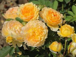 Englische Rose `Molineux` �, Rosa `Molineux` �, Containerware