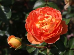 Englische Rose 'Pat Austin' � - Rosa 'Pat Austin' �