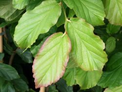 Eisenbaum / Eisenholzbaum, 100-125 cm, Parrotia persica, Containerware
