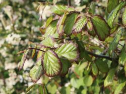 Eisenbaum / Eisenholzbaum, Parrotia persica Eisenbaum / Eisenholzbaum, Parrotia persica
