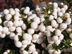 Weiße Torfmyrthe, Pernettya mucronata `Alba`