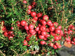 Rote Torfmyrthe, Pernettya mucronata `Purpurea`
