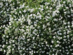 Duftender Bauenrjasmin Foto Horstmann