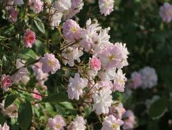 Baumschule Horstmann: Ramblerrose Albertine, Rosa Albertine, Containerware