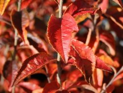 Glanzblattmispel, 40-60 cm, Photinia villosa, Containerware