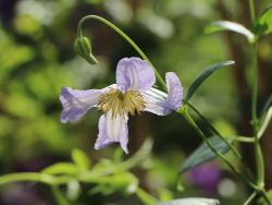 Clematis 'Hanna' - Clematis viticella 'Hanna'