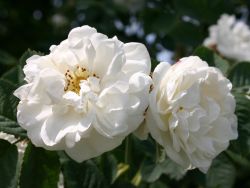 Parkrose 'Alba Suaveolens' 20,90 Euro/Stück