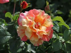 Edelrose `Fruite` �, Rosa `Fruite` �, Containerrosen