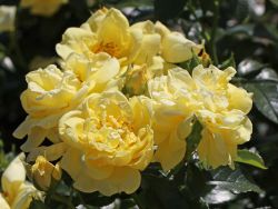 Bodendeckerrose 'Loredo' � - Rosa 'Loredo' �