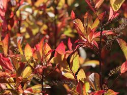 Amerikanische Rosmarinweide 'Little Henry' - Itea virginica 'Little Henry'