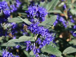 Baumschule Horstmann: Bartblume Grand Bleu ®, 40-60 cm, Caryopteris clandonensis Grand Bleu ®