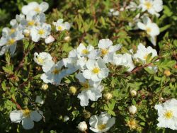 Fingerstrauch 'Abbotswood' - Potentilla fruticosa 'Abbotswood'