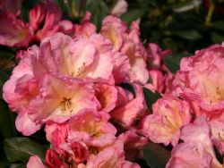 Rhododendron Hybride `Malwine`, 30-40 cm, Containerware