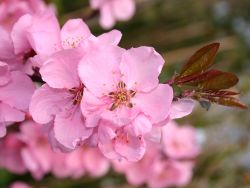 Rotblättriger Zierpfirsich, 120-150 cm, Prunus persica 'Spring Glory'